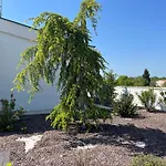 Cedrus Jursici