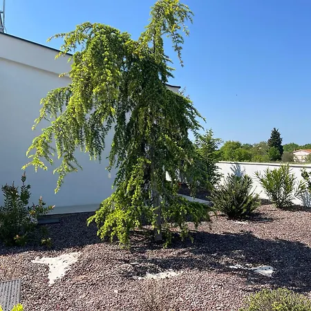 Cedrus Juršići
