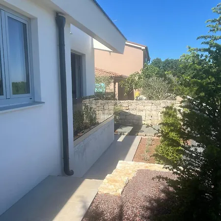 Cedrus Jursici